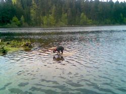 Velkopa�ezit� rybn�k