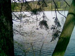 Mal� pa�ezit� rybn�k zezadu